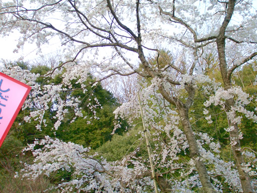 逆光は勝利（未遂 