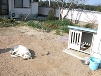 2010/05/17 先代犬猫